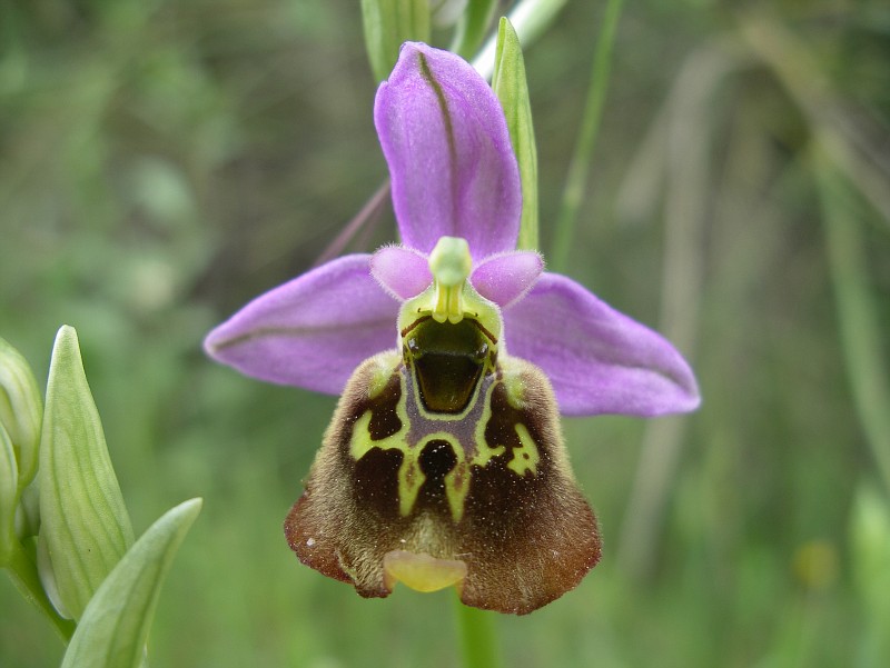 Ophrys bornmuelleri3-vi
